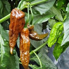 Chilli Pepper 'Bhut Jolokia Chocolate', 6 Seeds Extremely Hot Chilli. 