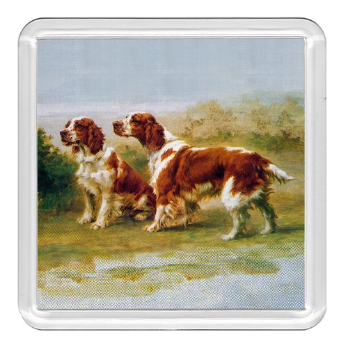 Welsh springer spaniel dog - springer,