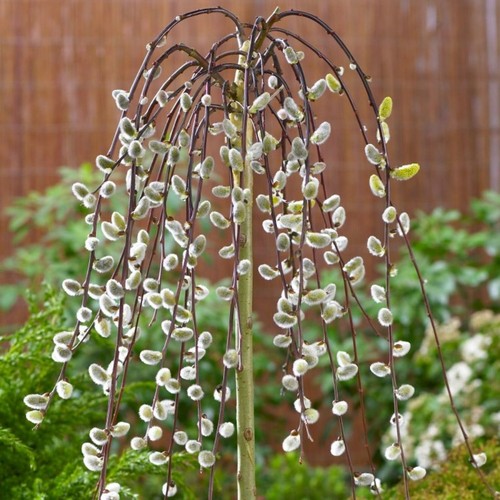 Salix caprea kilmarnock willow - caprea,