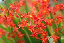 10 x Crocosmia CARMINE BRILLIANT Bulbs Garden Spring Summer Flowering Perennial