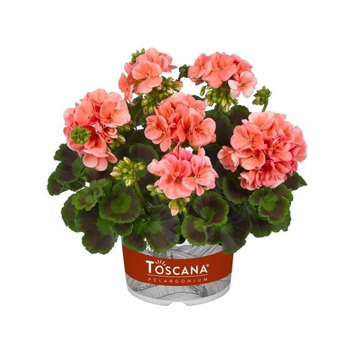 Geranium zonal grandeur - zonal, grandeur®