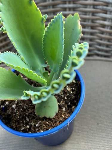 Large leaved kalanchoe plant - leaved,