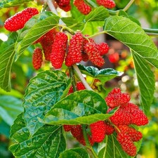 2x Morus rubra|red mulberry