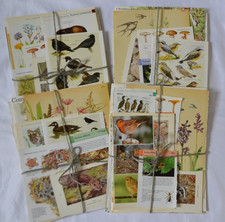 Nature Bundle Book Pages
