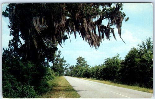 Postcard spanish moss - postcard,