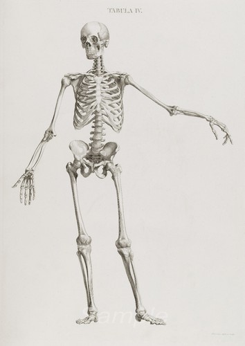 Vintage skeleton anatomy - skeleton,