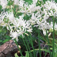 NERINE ALBA X 3 Large Bulbs -