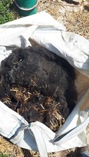 Zwartbles raw fleece of 1 sheep