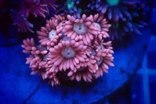 SHA Peach Dahlia Goniopora LPS