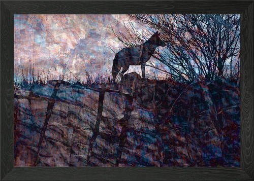 Dawn the coyote framed - the,