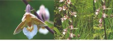 Epipactris Palustris orchid -