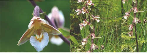 Epipactris palustris orchid - epipactris,