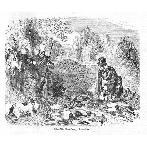 Lincolnshire wild duck - lincolnshire,