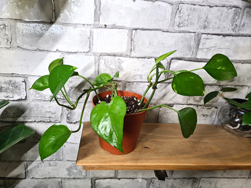 Golden pothos aka - (epipremnum),