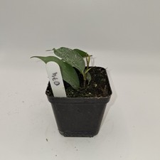 Ficus Benjamina Rooted Cutting