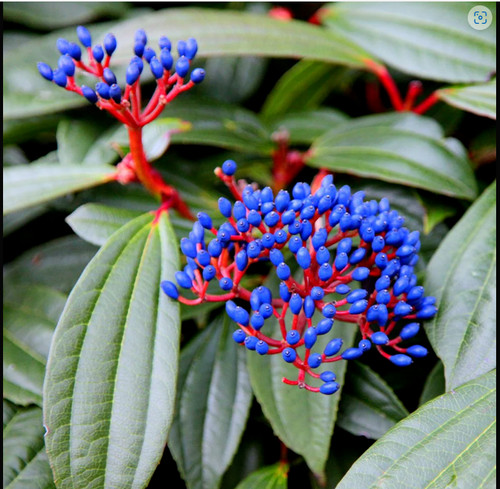 Viburnum davidii plant - viburnum,