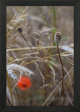 Red Poppy Framed Wall Art