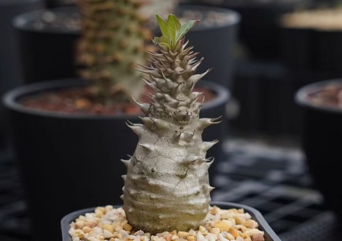 Pachypodium baronii wysiwyg - pachypodium,