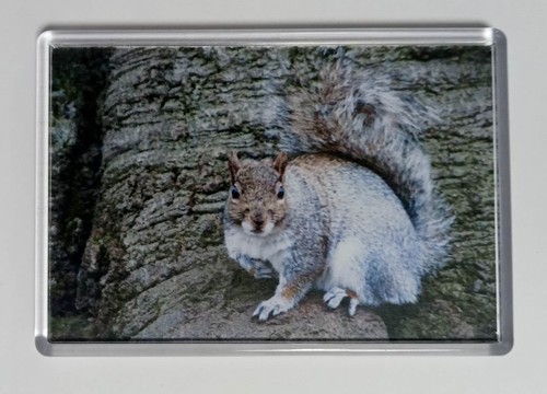 Extra large fridge magnet - extra,