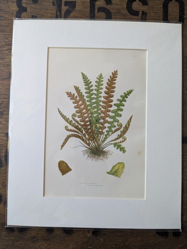 Antique 1870s anne pratt - antique,