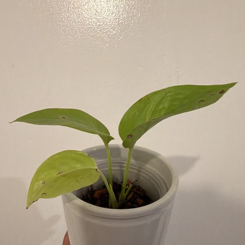 Pothos live - pothos, (epipremnum)