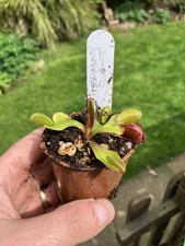 Venus Fly Trap, Dionaea