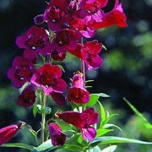 Garnet penstemon plug - 5,