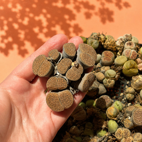 Rare lithops mother plant - mother,