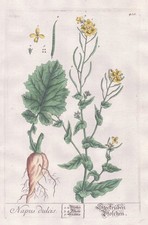 Rapeseed Rübe Fodder Beet