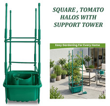 Tomato Plant Halos Pot Grow