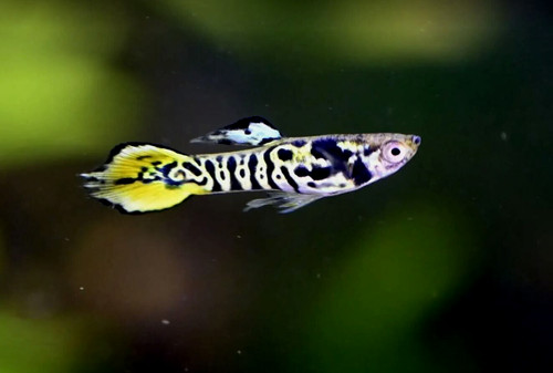 Yellow tiger endlers - -, 2