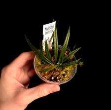 Hoya pauciflora - Houseplant -