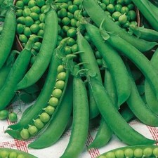 Pea Charmette Petit Pois