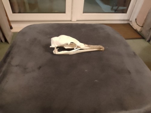 Cormorant skull - cormorant,