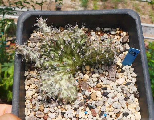 Dorstenia horwoodii wysiwyg - horwoodii,