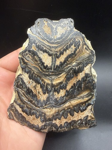 Huge mammal tooth fossil slab - mammal,