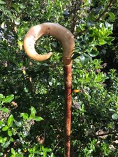 Rams horn shepherds crook
