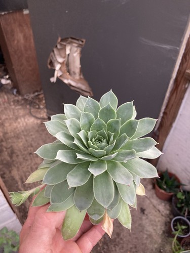 Echeveria succulent 6cm pot - succulent, in