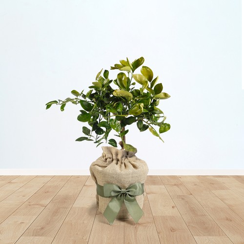 Citrus orange tree established - orange,