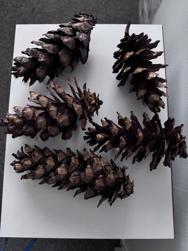 Big huge pine cones - big, for