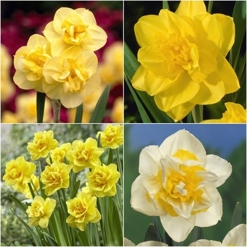 Narcissus double mixed - 10, *double