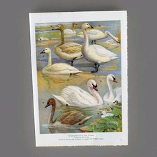 Vintage 1960s Mute Cygnet