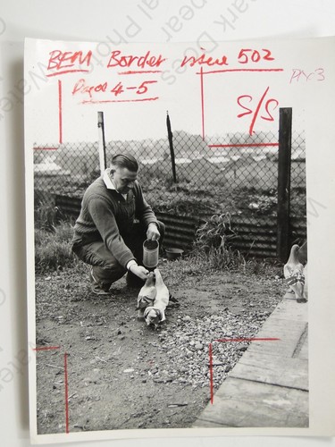 Man tending pigeon dove - man,