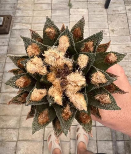 11cm rare live - 11cm,