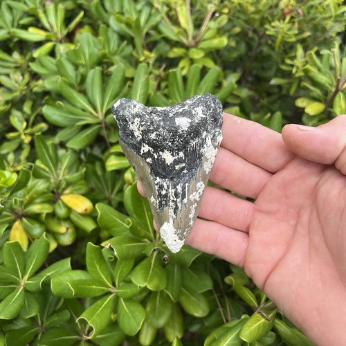 Real megalodon shark - megalodon,