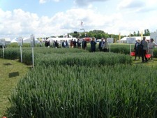 Photo 6x4 Plot discussion at