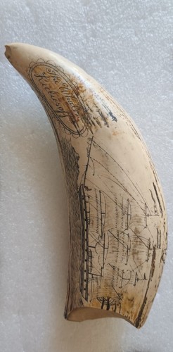 Horn engraved scrimshaw scenes - horn,