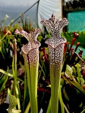 Sarracenia Leucophylla