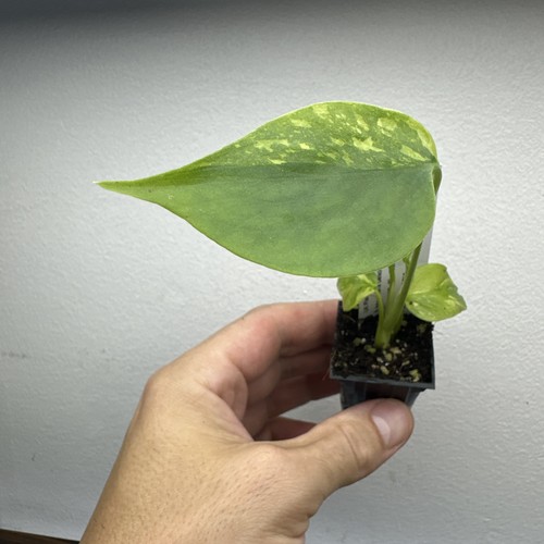 Monstera deliciosa electrolyte - monstera,
