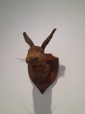 Moon Gazing Large Antique Hare Rabbit Fox Taxidermy Natural History Curio 